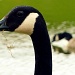 Canada Goose by rich57