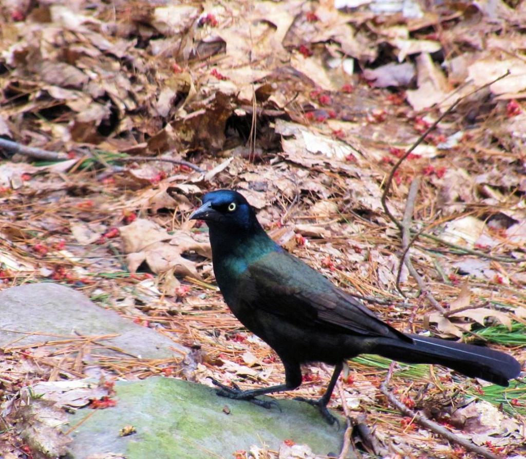 Grackle by maggie2