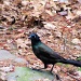 Grackle by maggie2