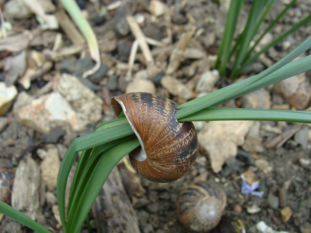 Snail shell by busylady