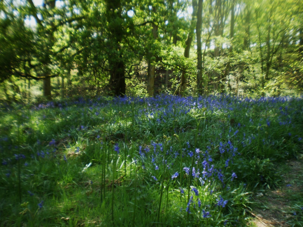 Bluebell  woods by snowy