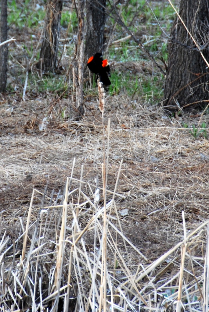 Red Winged Blackbird by dakotakid35