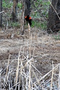 28th Apr 2011 - Red Winged Blackbird