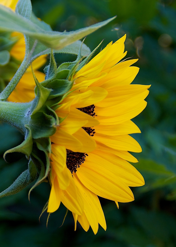 Sunflower by eudora