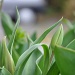 Tulip leaves and buds by overalvandaan