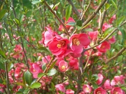 28th Apr 2011 - Flower Bush