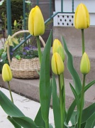 28th Apr 2011 - Deb's Garden