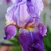 Iris by melinareyes