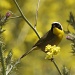 Common Yellowthroat by robv