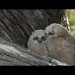 Great Horned Owlets Video by pixelchix