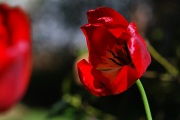 29th Apr 2011 - Tulips in the Yard