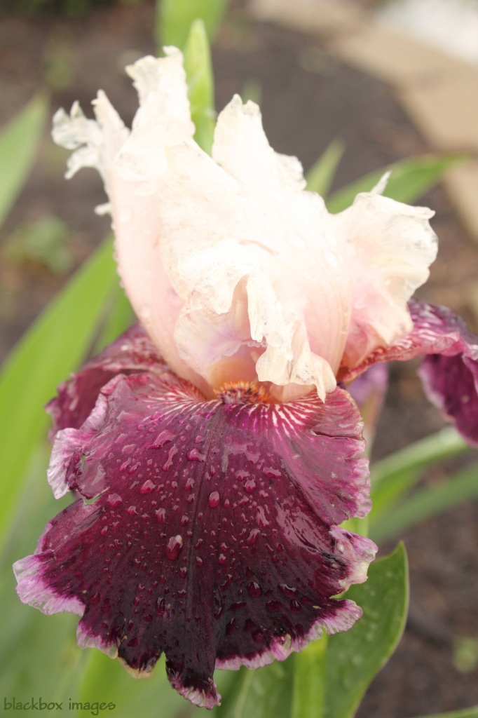Morning iris by rhoing