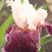Morning iris by rhoing