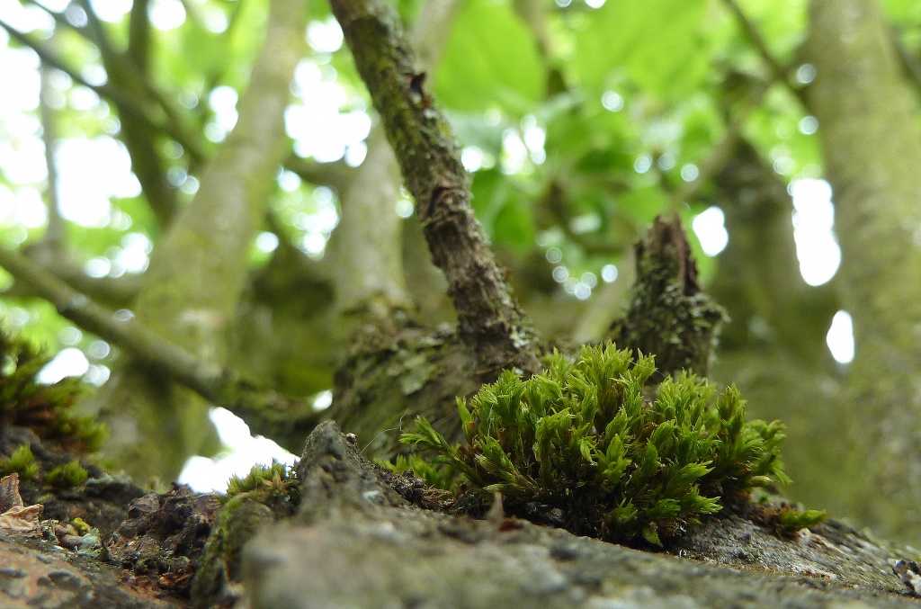 Moss on the old apple tree by dulciknit