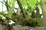 29th Apr 2011 - Moss on the old apple tree