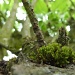 Moss on the old apple tree by dulciknit