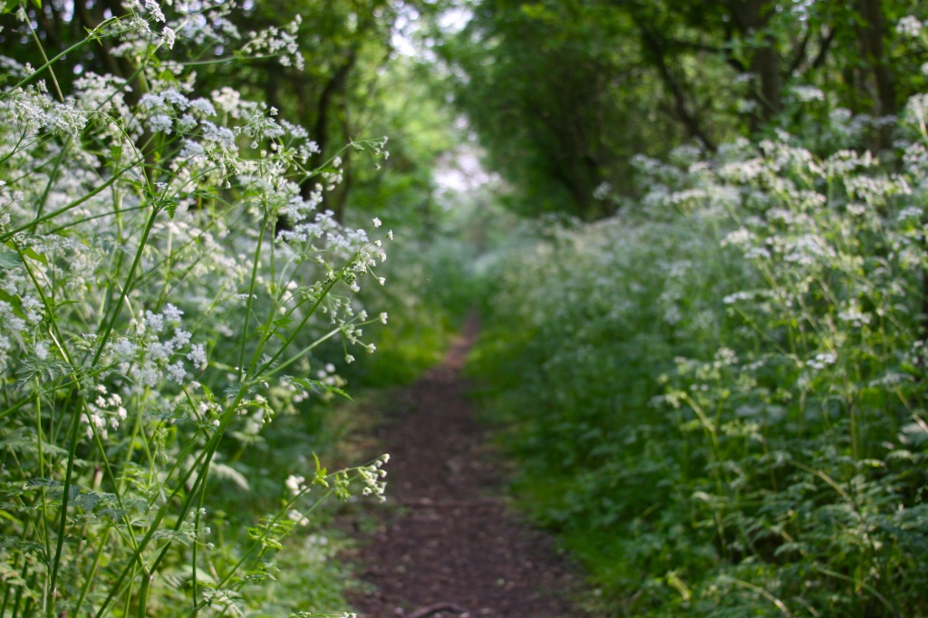 Cow Parsley by helenmoss