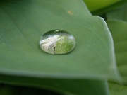 28th Apr 2011 - Water Bead Droplet