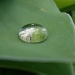 Water Bead Droplet by kdrinkie