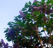 29th Apr 2011 - Lilac blossom