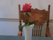29th Apr 2011 - Rose from Cobbs on table 4.29.11 