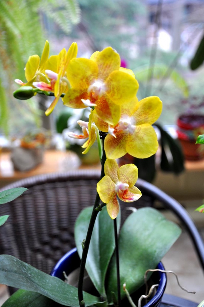 Yellow Orchids by cwarrior