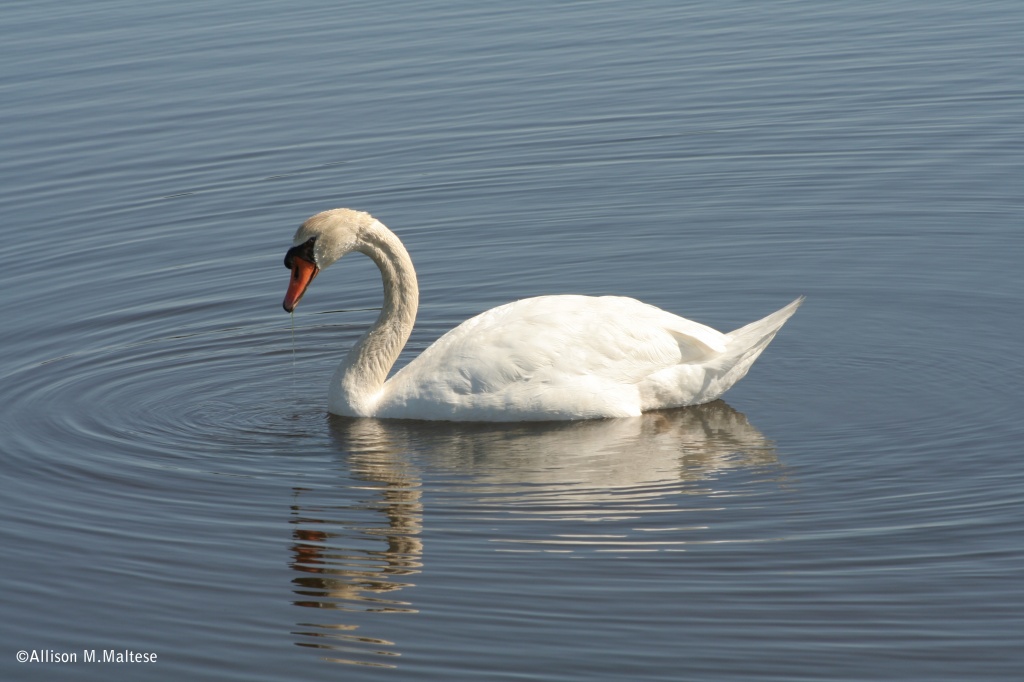 Serene Swan by falcon11
