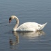Serene Swan by falcon11