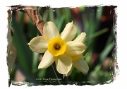 29th Apr 2011 - Spring Flower
