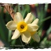Spring Flower by flygirl