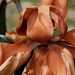 Faded Magnolia   by eudora