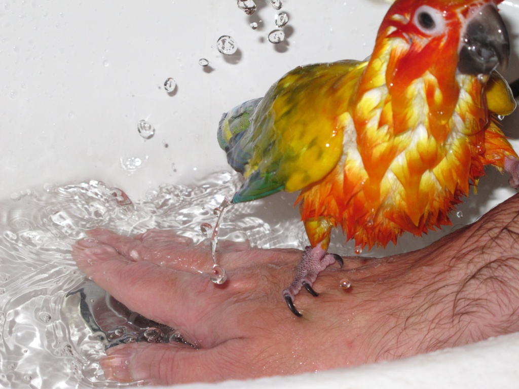 How to bath a parrot (part 3) by alia_801