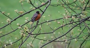 30th Apr 2011 - Robins have come back