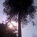 A very tall tree by jeff