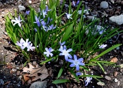 30th Apr 2011 - Blue Spring