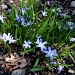 Blue Spring by cwarrior
