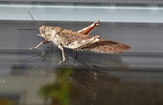 26th Apr 2011 - Grasshopper
