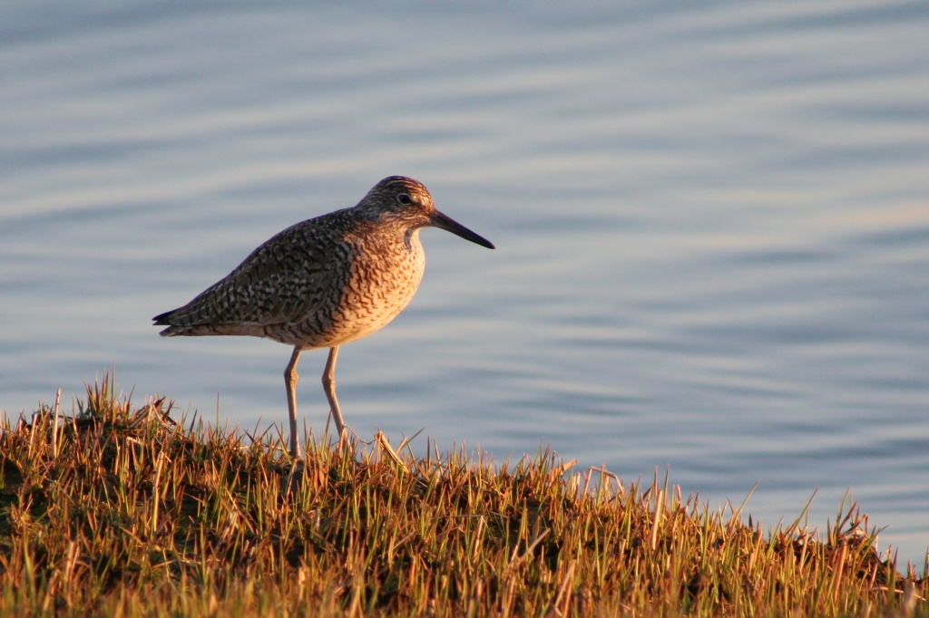 Sandpiper at Dusk by falcon11