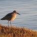 Sandpiper at Dusk by falcon11