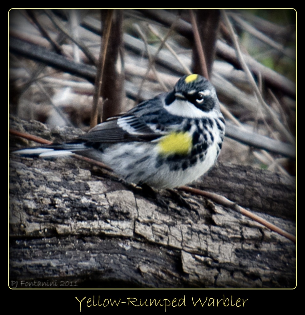 Yellow Rumped Warbler? by bluemoon