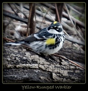 29th Apr 2011 - Yellow Rumped Warbler?