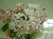 29th Apr 2011 - Sweet-smelling flower