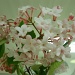 Sweet-smelling flower by kchuk