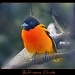 Baltimore Oriole by bluemoon