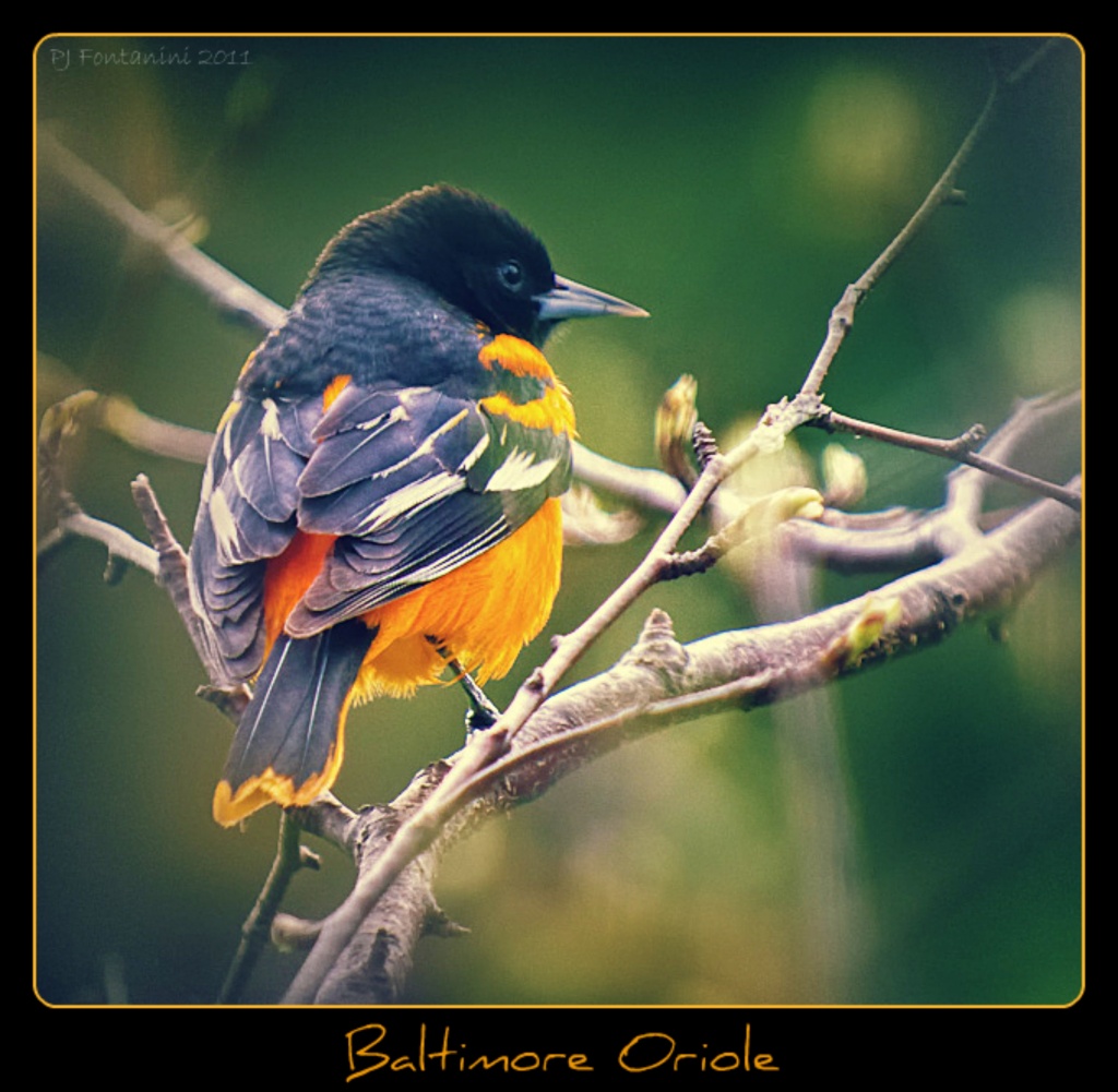 Baltimore Oriole 2 by bluemoon