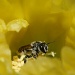 The Lord Made The Bee And The Bee Made The Honey. . . by kerristephens