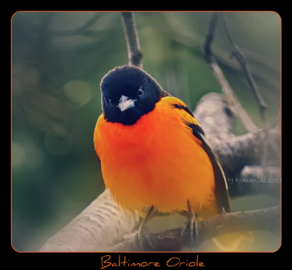 Baltimore Oriole 3 by bluemoon