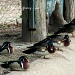 Getting Your Ducks in a Row by grannysue