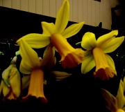 3rd Apr 2011 - Day 71 Darkened Daffodils