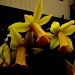 Day 71 Darkened Daffodils by spiritualstatic